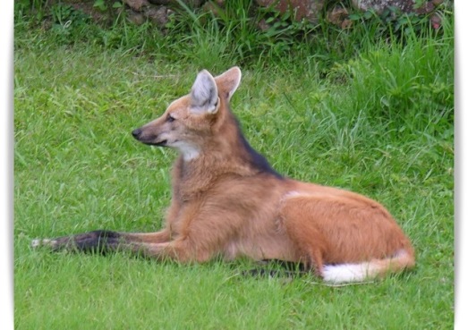 A relação entre os lobos-guarás e os administradores do Santuário já dura muitos anos. Ao alimentar esses animais, os responsáveis têm o cuidado de não comprometer seus hábitos alimentares naturais – afinal, os lobos precisam continuar se alimentando também na natureza! (foto: Padre Lauro Palú)