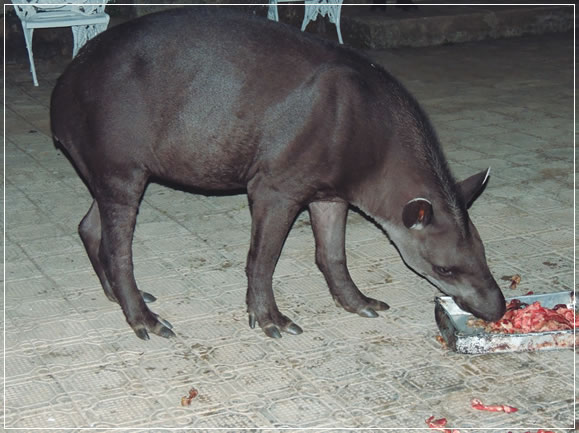 Foto: Padre Luro Palú