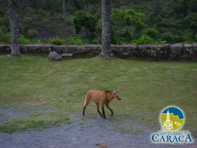 LOBO GUARÁ SANTUARIO DO CARAÇA01