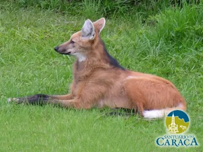 LOBO GUARÁ SANTUARIO DO CARAÇA04