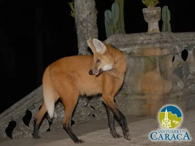 LOBO GUARÁ SANTUARIO DO CARAÇA05