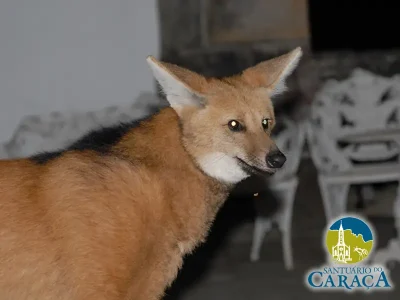 LOBO GUARÁ SANTUARIO DO CARAÇA06