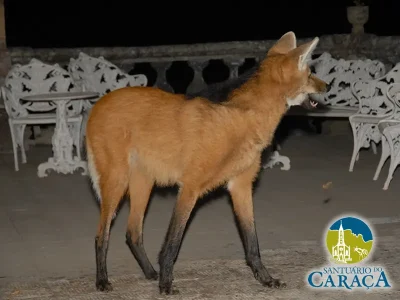LOBO GUARÁ SANTUARIO DO CARAÇA07