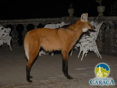 LOBO GUARÁ SANTUARIO DO CARAÇA08