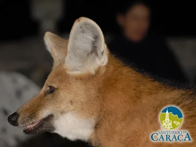 LOBO GUARÁ SANTUARIO DO CARAÇA18