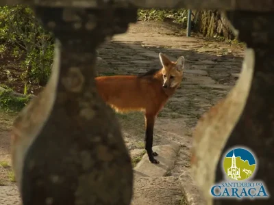 LOBO GUARÁ SANTUARIO DO CARAÇA19
