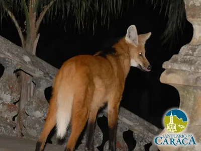LOBO GUARÁ SANTUARIO DO CARAÇA20