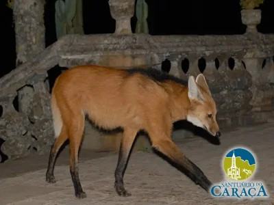 LOBO GUARÁ SANTUARIO DO CARAÇA22