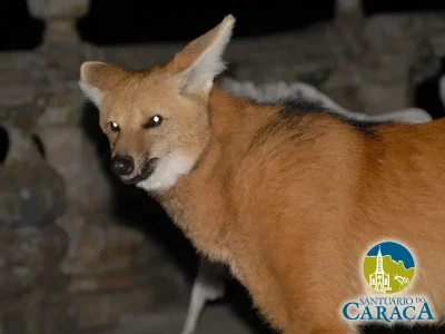 LOBO GUARÁ SANTUARIO DO CARAÇA24